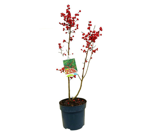 Ilex Verticillata M15 30cm_0