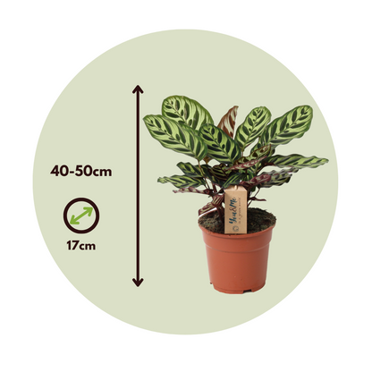 Planta De Pavo Real - Calathea 'makoyana' - Altura 40-50cm - ⌀17cm_2