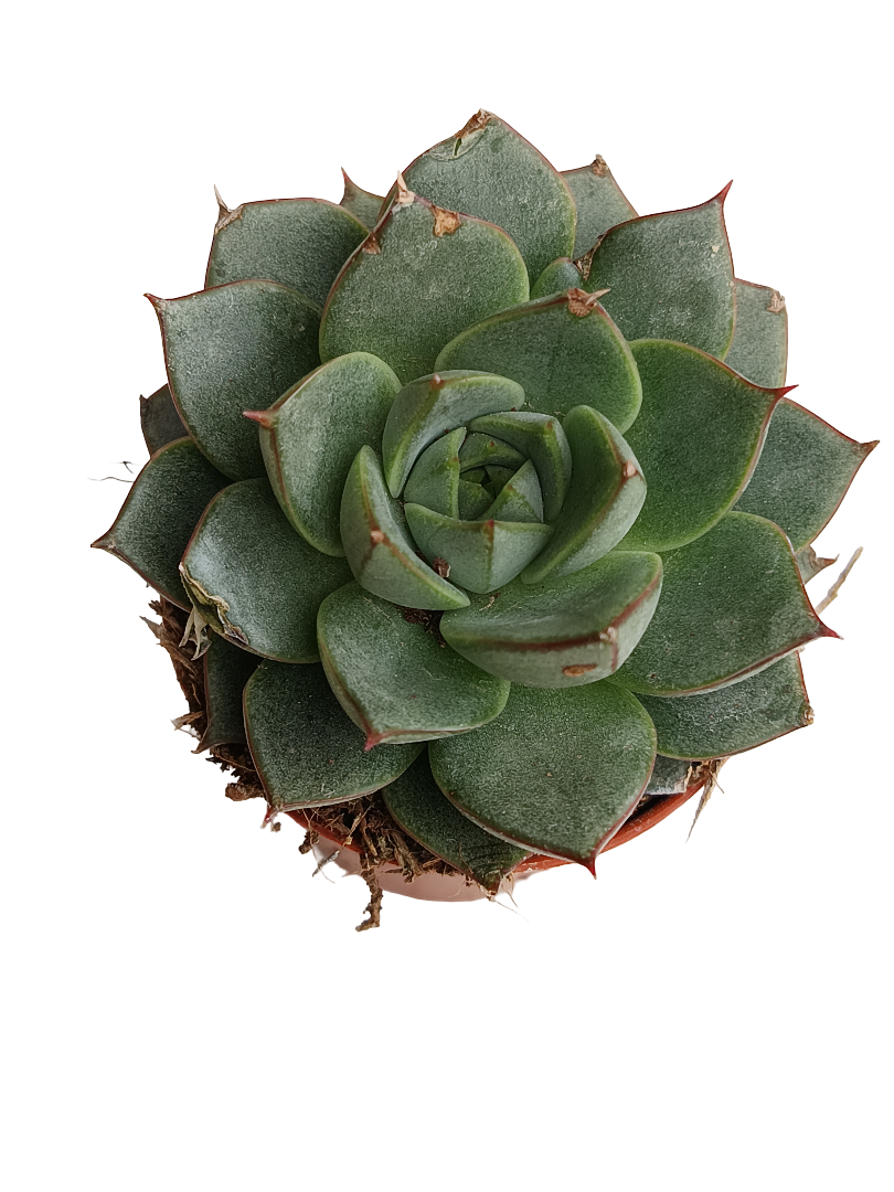 Echeveria Fabiola Planta Suculenta Ø5 Cms_0