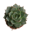 Echeveria Fabiola Planta Suculenta Ø5 Cm