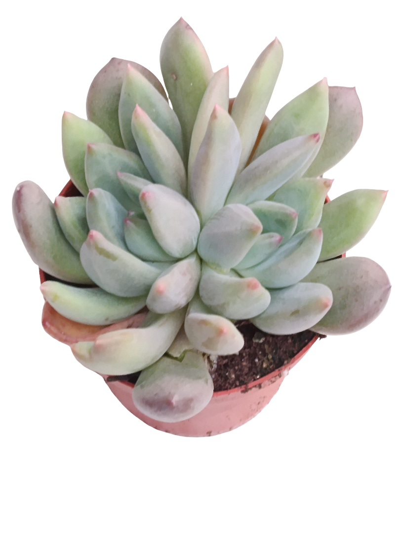 Pachiveria Corvus Planta Suculenta Ø8_0