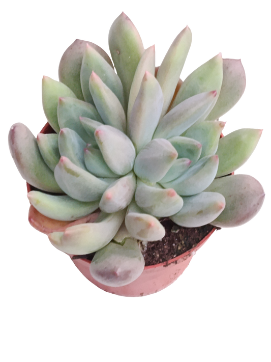 Pachiveria Corvus Planta Suculenta Ø8_0