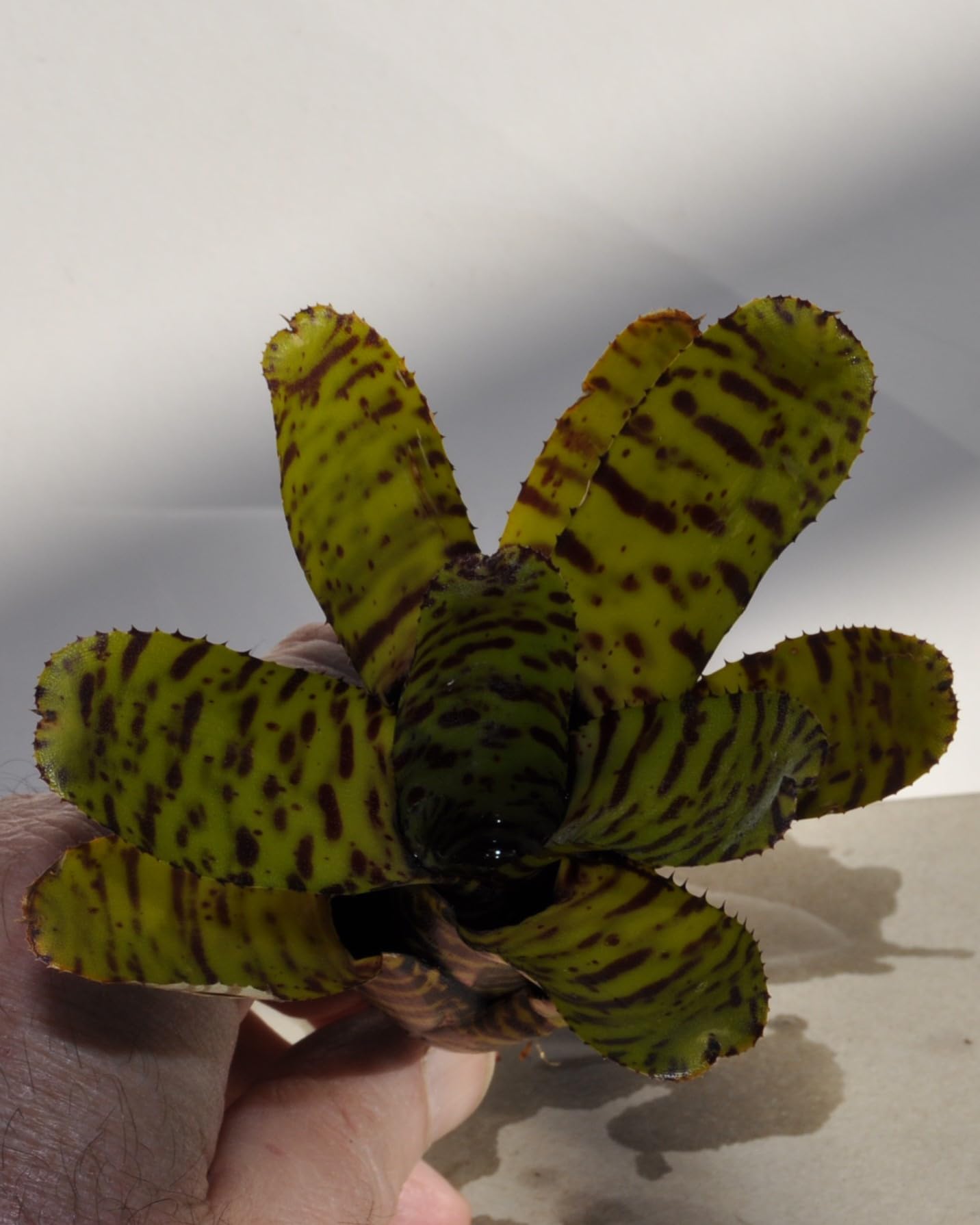 Neoregelia punctatissima; bromelia punteada verde; Curiosarium; altura 12-15 cm, diámetro 5-10 cm, sin sustrato_2