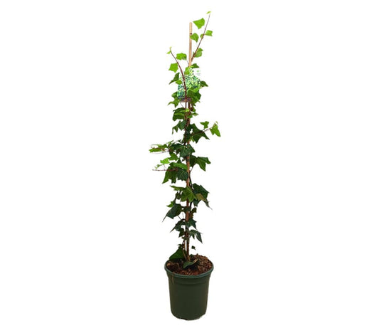 Hedera Canariens M21 120-150cm (hiedra Canaria)_0