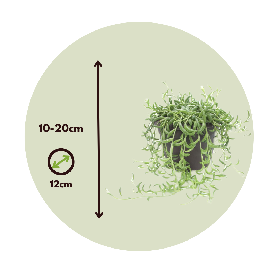 Cadena De Plátanos - 2 Pzs - Senecio Radicans - Altura 10-20cm - ⌀12cm_2