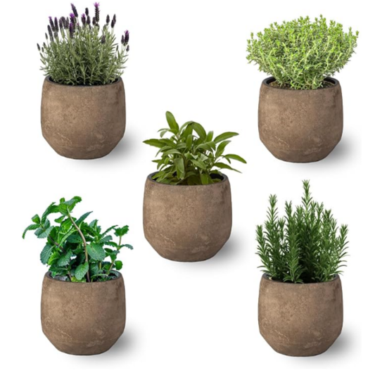 Smply - Pack De 5 Plantas Aromáticas Naturales : Lavanda + Romero + Tomillo + Salvia + Menta_0