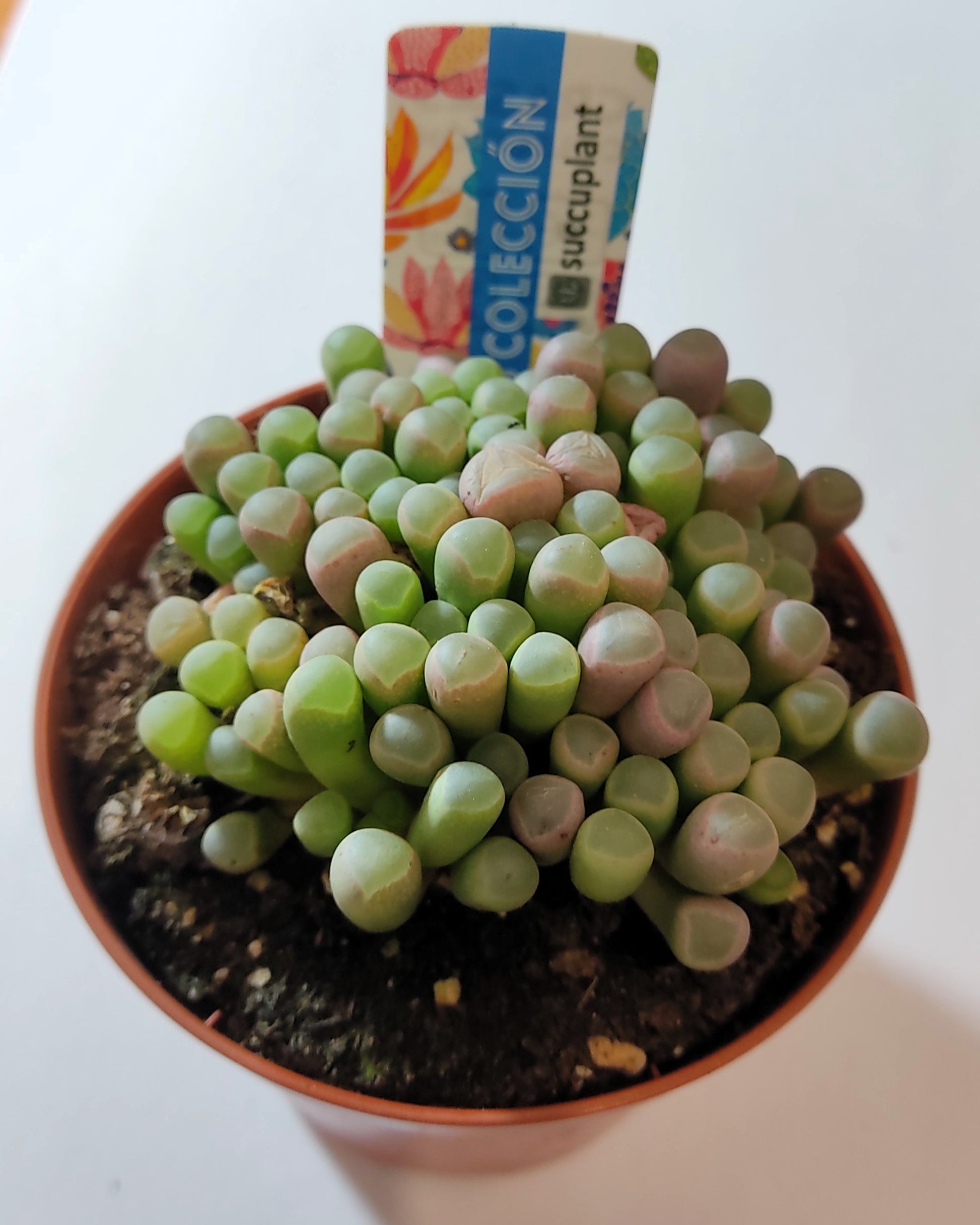 Fenestraria Rhopalophylla Subsp. Rhopalophylla M8.5 (planta Ventana [mediana]); Curiosarium; Maceta 8,5 Cm_2