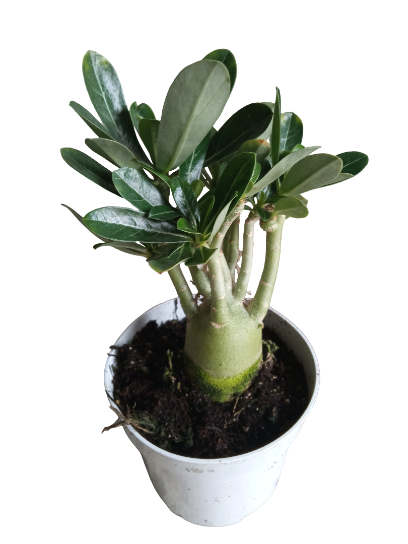 Adenium Obesum Flor Blanca Ø10 Planta Suculenta Arbol Rosa Del Desierto_0