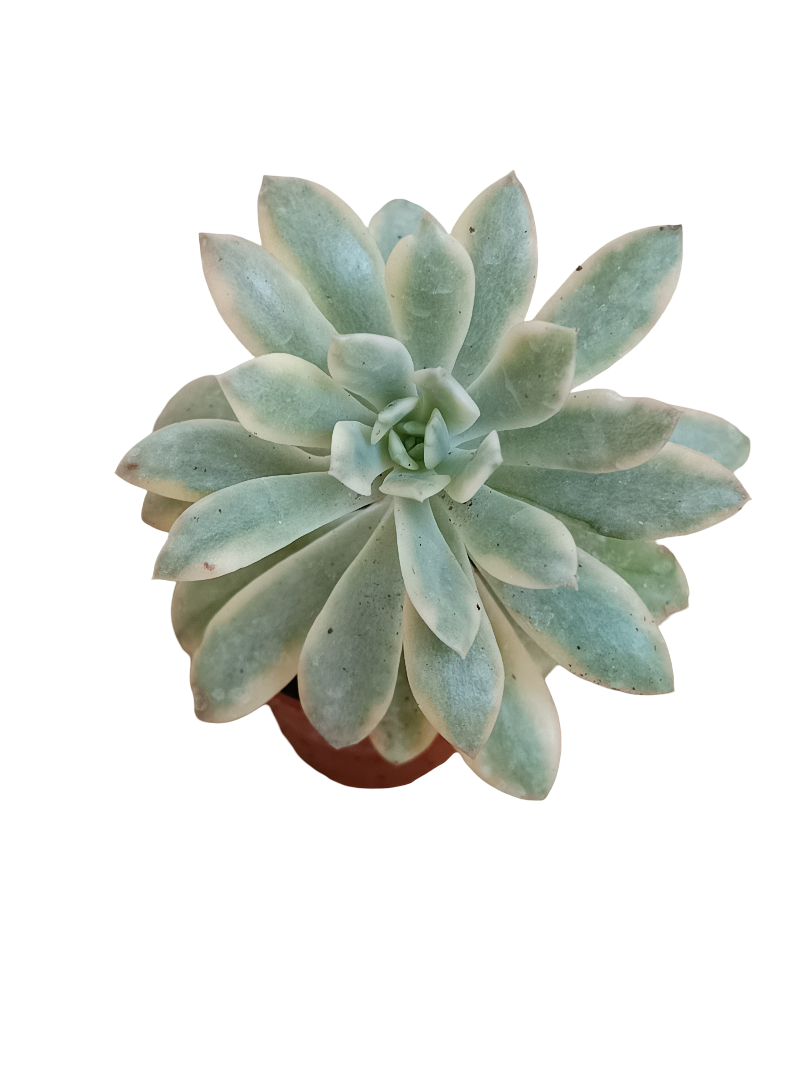 Echeveria Minibelle Variegata Planta Suculenta Ø5_0