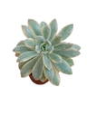 Echeveria Minibelle Variegata, Planta Suculenta Ø5