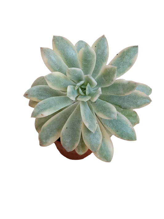 Echeveria Minibelle Variegata Planta Suculenta Ø5_0