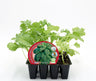 Pack Plantões De Couve Kale 12 Un. Natural - Fitoralia
