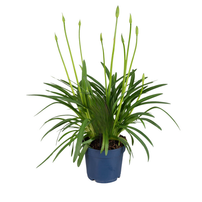 Lirio Africano - Agapanthus 'superb Blue' - Altura 55-70cm - ⌀17cm_0