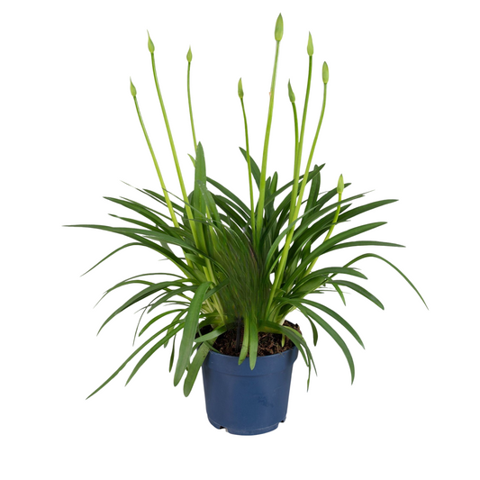 Lirio Africano - Agapanthus 'superb Blue' - Altura 55-70cm - ⌀17cm_0