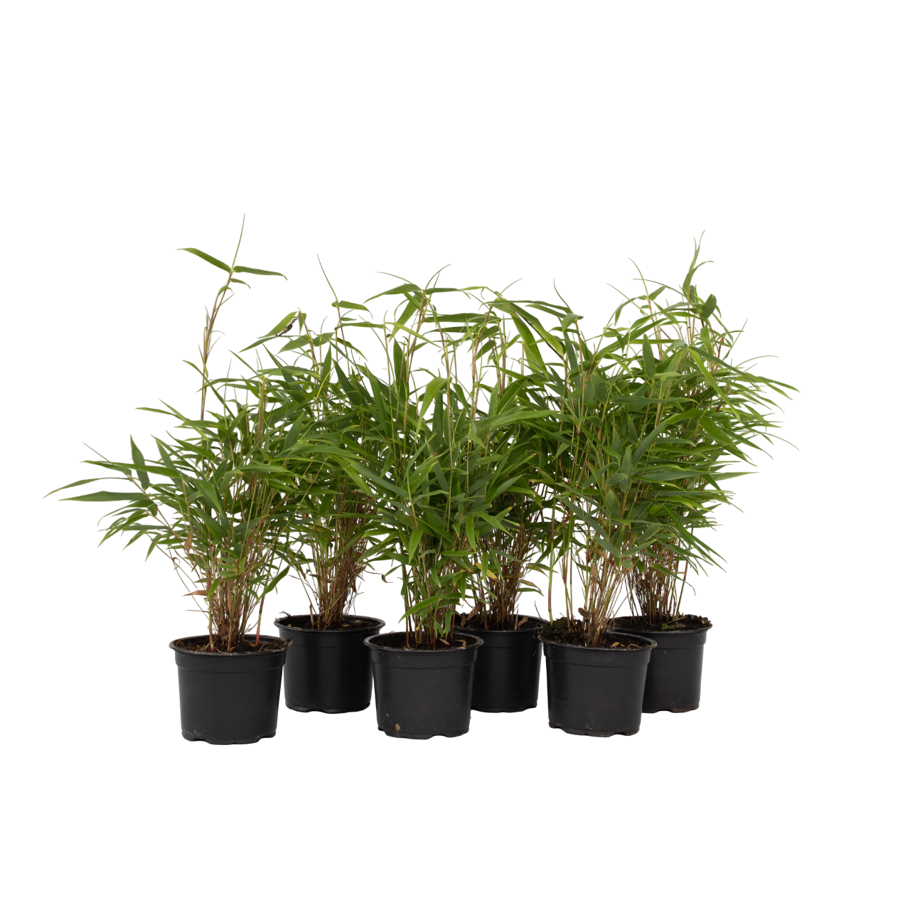 Bambú - 6 Pzs - Fargesia Rufa - Altura 25-40cm - ⌀13cm_0