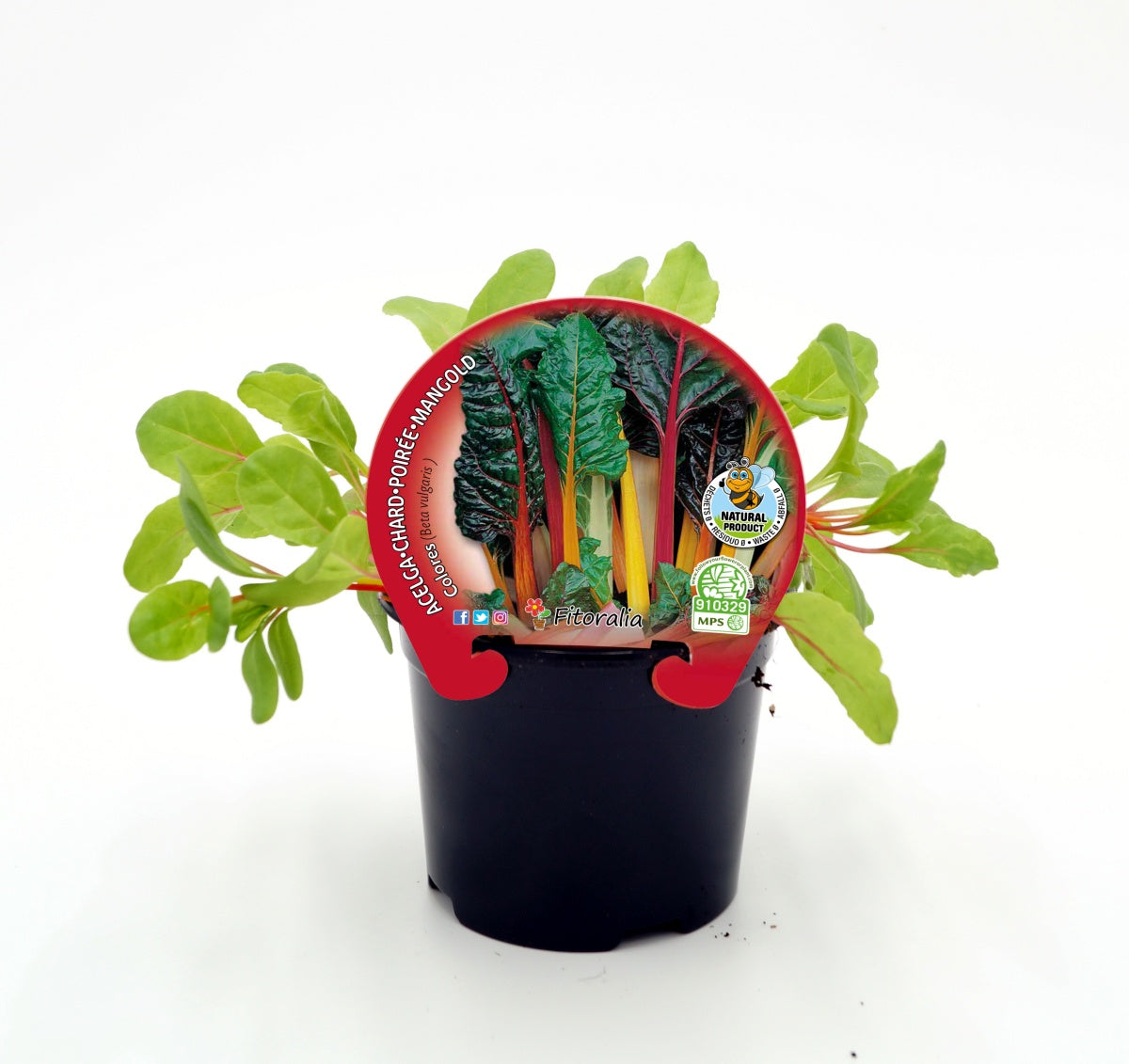 Plantón De Acelga De Colores Natural En Maceta De 10,5 Cm. - Fitoralia_0