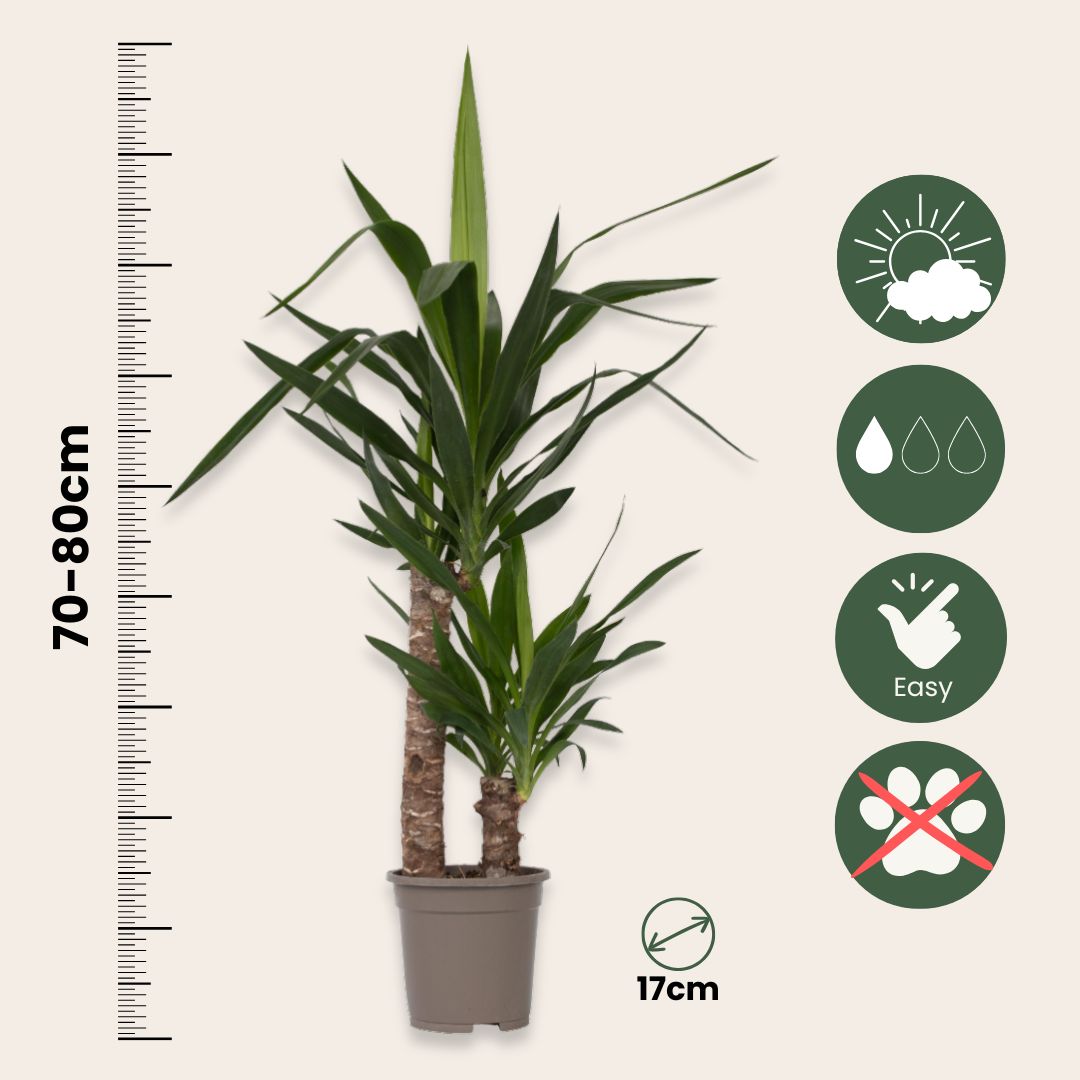 Yuca Pie De Elefante - 2 Pzs - Yucca Elephantipes - Altura 70-80cm - ⌀17cm_2