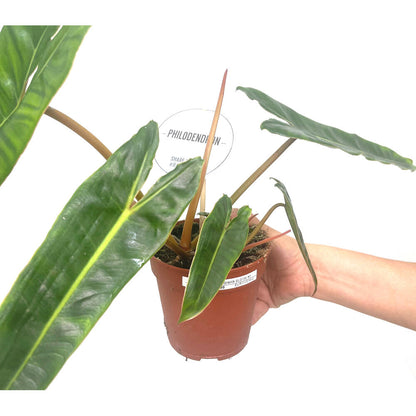 Philodendron Bilietiae M12 30cm_1