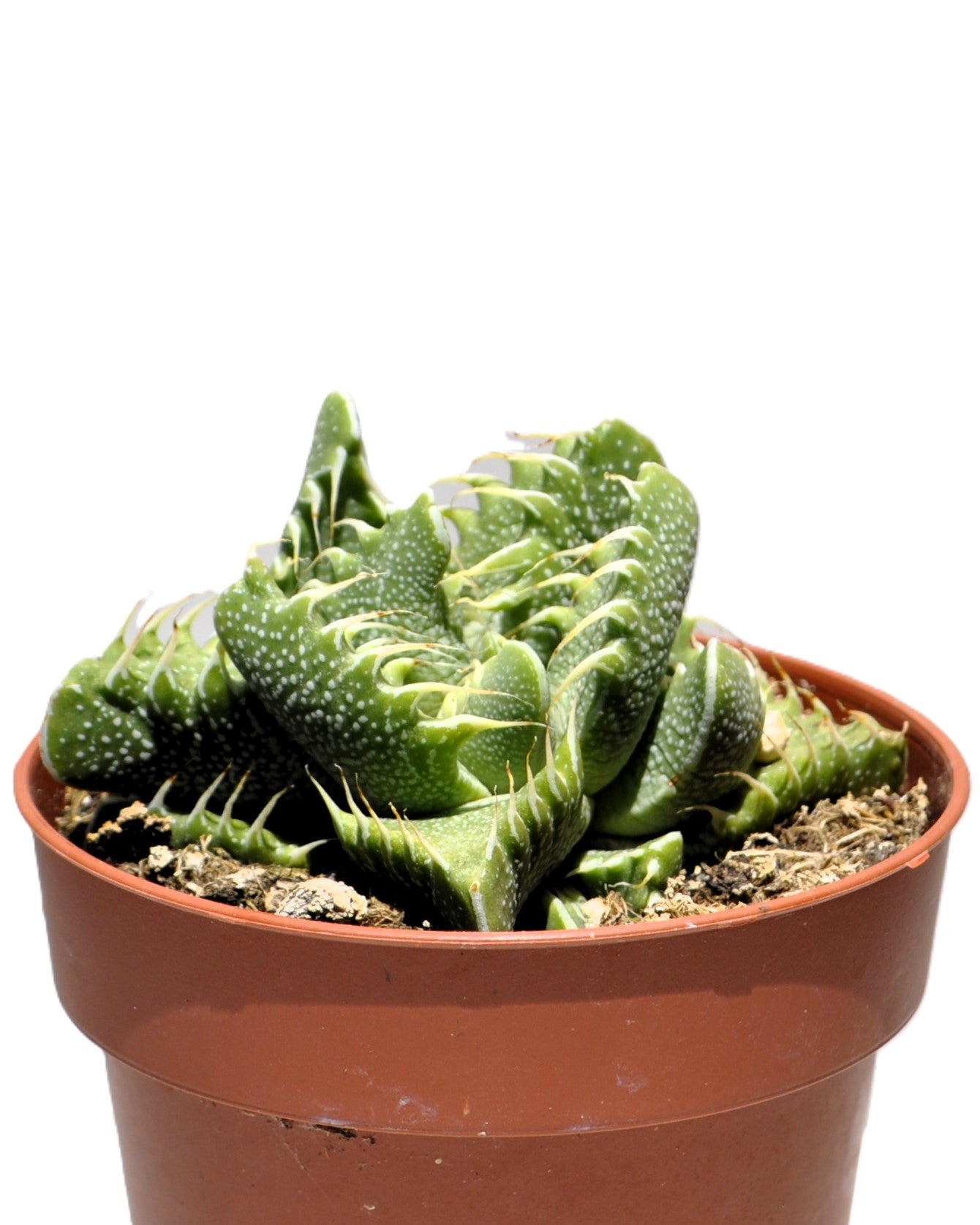 Faucaria Tigrina (boca De Tigre); Planta Suculenta Extraña; Curiosarium; Maceta 8,5 Cm_2