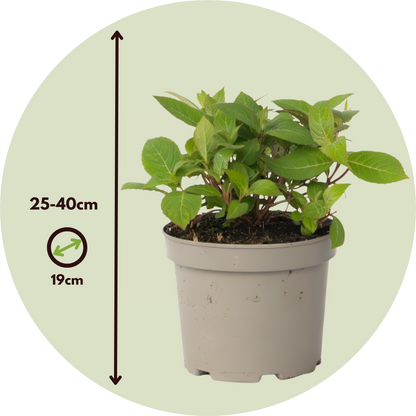 Hortensia - Hydrangea Paniculata 'magic Sunset' - Altura 25-40cm - ⌀19cm_2