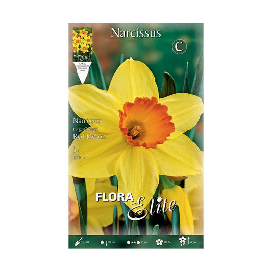 Bulbos de Narciso Trombeta Laranja Amarelo Elite 5 unidades
