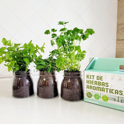Kit de cultivo interior para ervas aromáticas: manjericão, salsa e hortelã