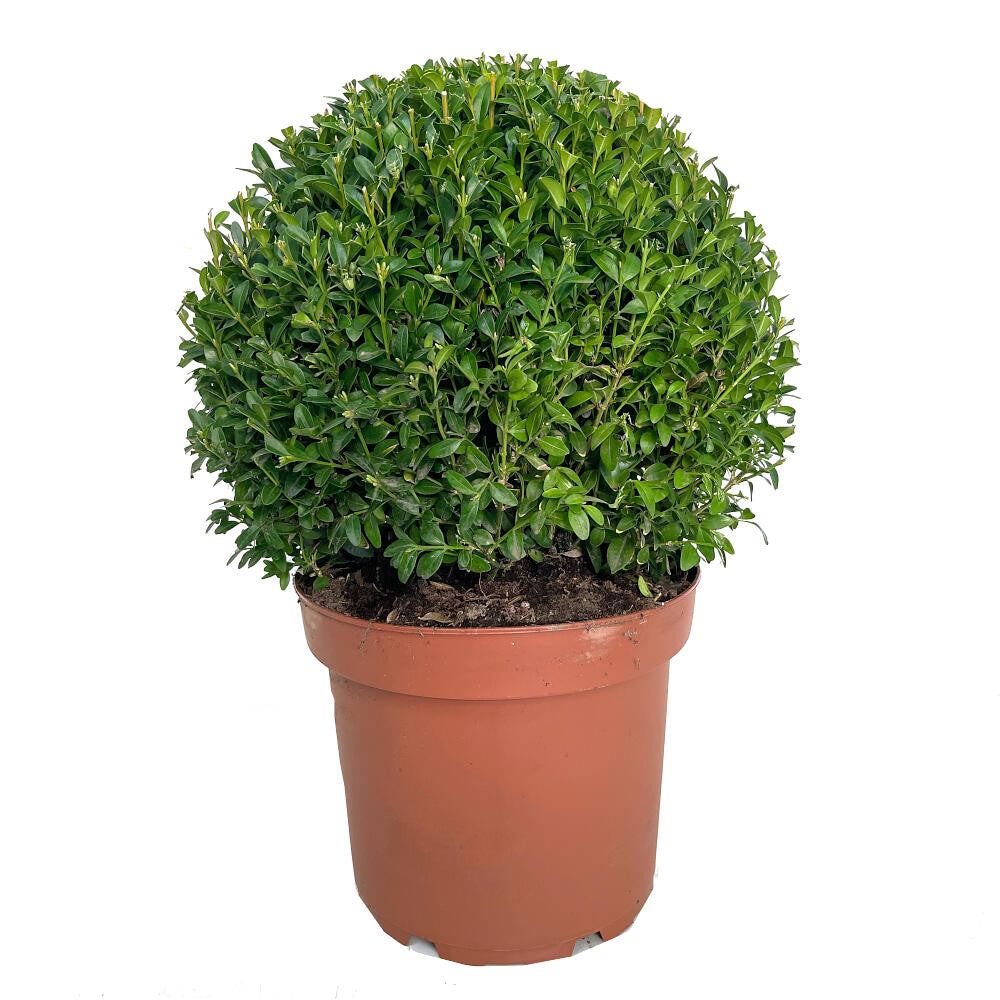 Buxus Sempervirens 40cm De Diametro M29 60cm Altura_0