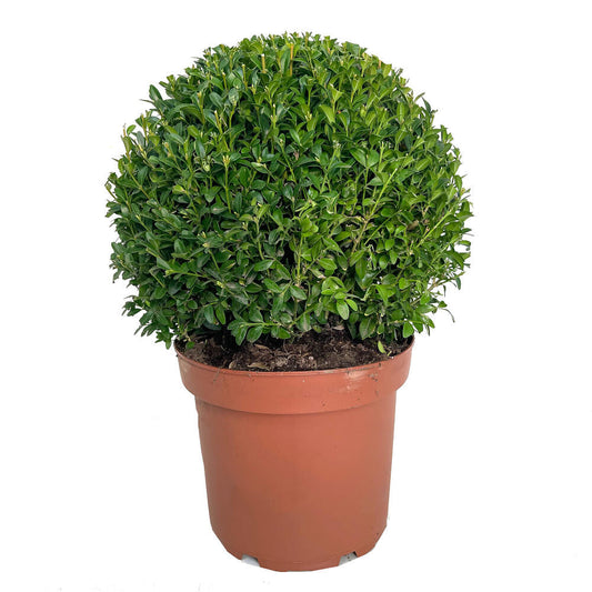 Buxus Sempervirens 40cm De Diametro M29 60cm Altura_0