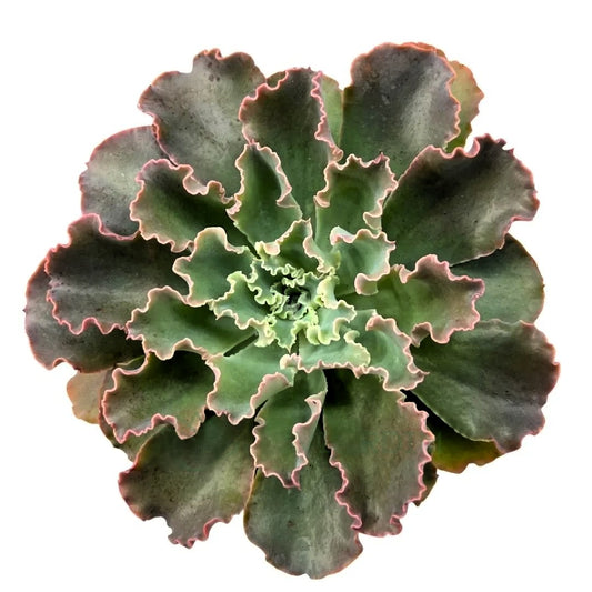 Echeveria ‘blue Waves’ (conchitas, Echeveria De Olas Azules); Planta Suculenta; Curiosarium; Maceta 10,5 Cm_0