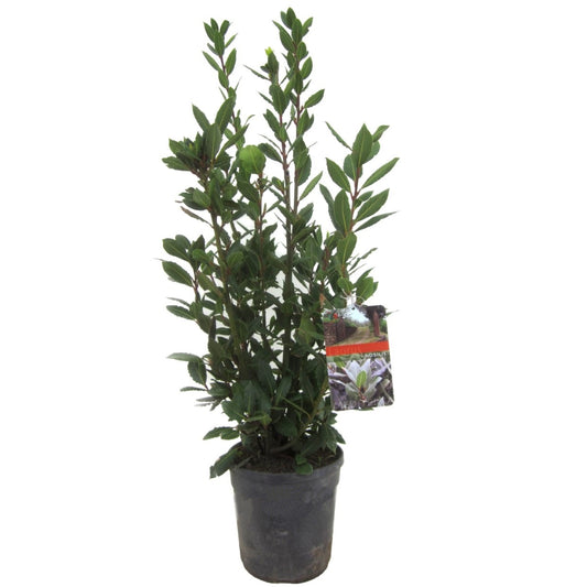 Laurel - Laurus Nobilis - Altura 90-100cm - ⌀21cm_0