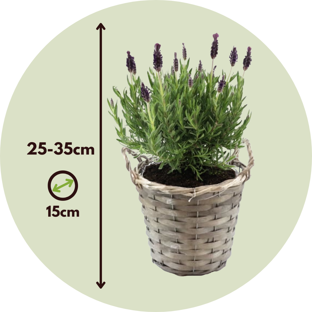 Árbol De Lavanda - Lavandula Stoechas 'anouk' - Altura 25-35cm - ⌀15cm_2