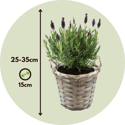 Árbol De Lavanda - Lavandula Stoechas 'anouk' - Altura 25-35cm - ⌀15cm_2