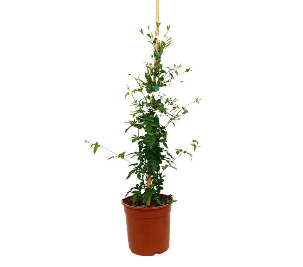 Jasminum Officinalis M15 60-80cm (jazmín Común)_0