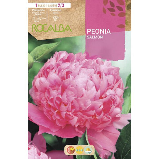 Bolbo de Peónias Rosa Claro (salmão) 1 unidade (2/3)