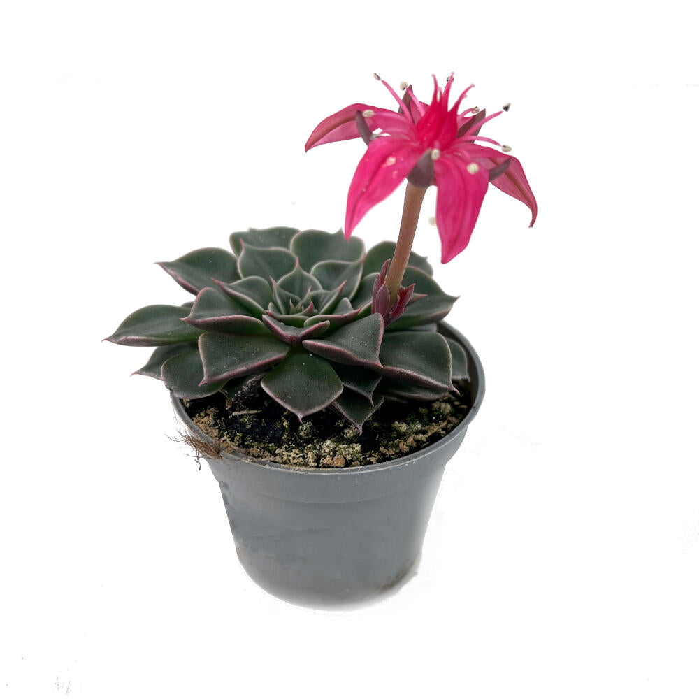 Graptopetalum Tacitus M6_0
