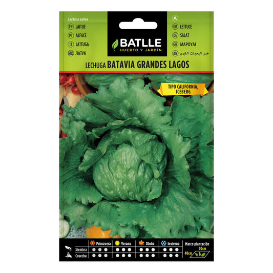 Sementes de alface Great Lakes Batlle