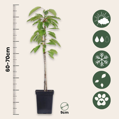 Manzano - 6 Pzs - Malus - Altura 60-70cm - ⌀9cm_2