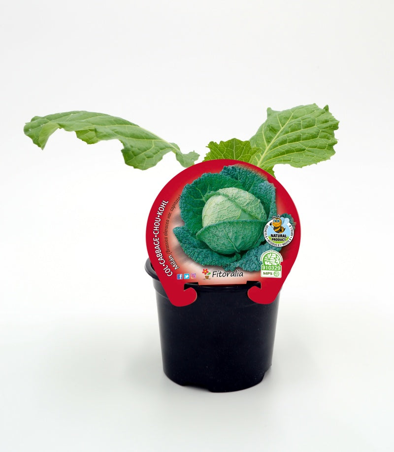 Plantón De Col Milan Natural En Maceta De 10,5 Cm. - Fitoralia_0
