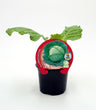 Plantão De Couve Milão Natural Em Vaso De 10,5 Cm. - Fitoralia