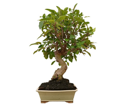 Bonsai Malus 20 Años (manzano)_0