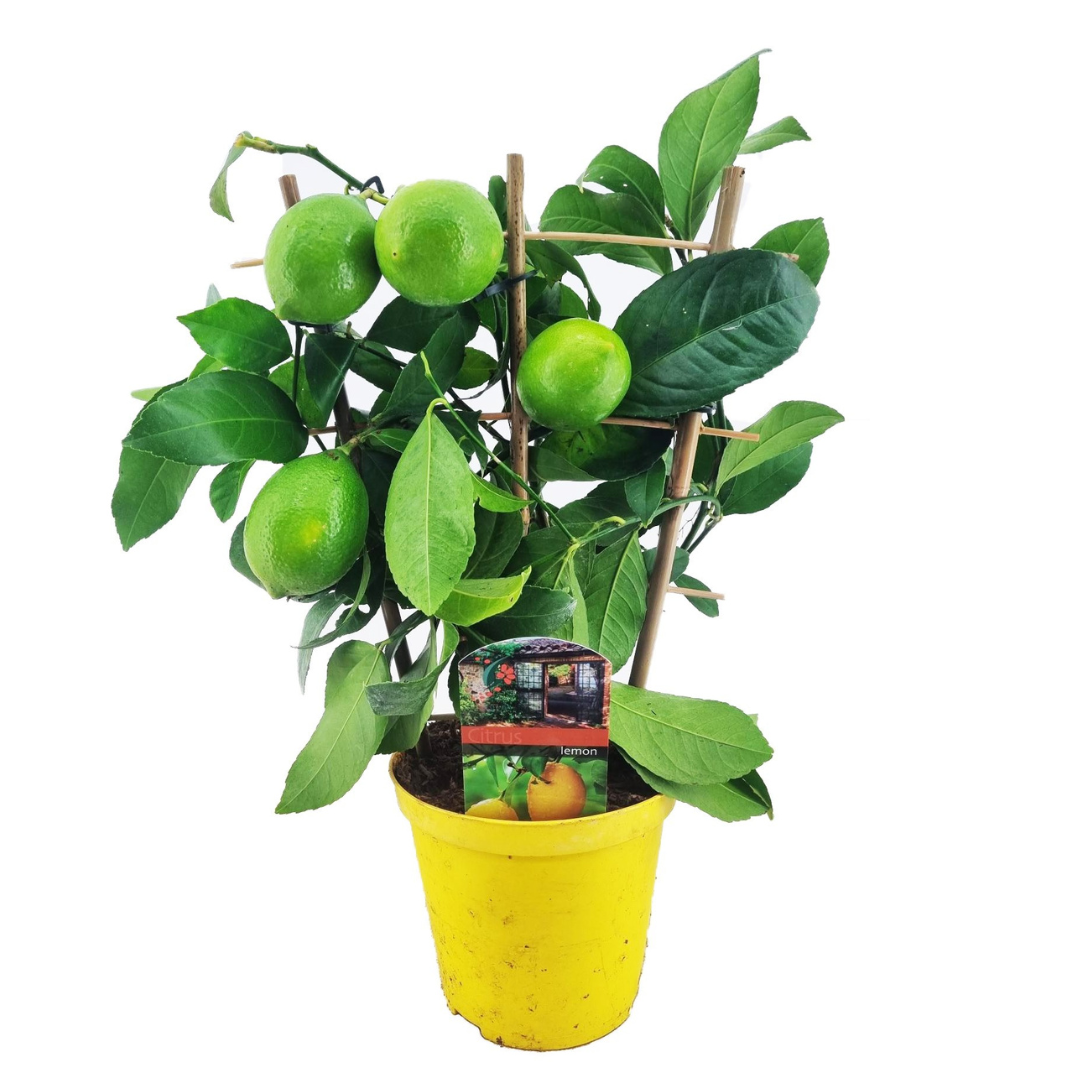 Árbol De Limón - Citrus Limon - Altura 40-45cm - ⌀14cm_0