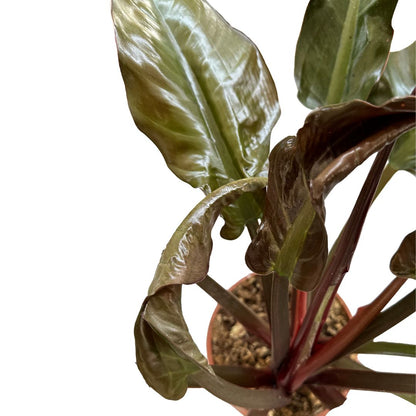 Philodendron Imperial Red Planta De Interior M14 Maceta 14cm_1