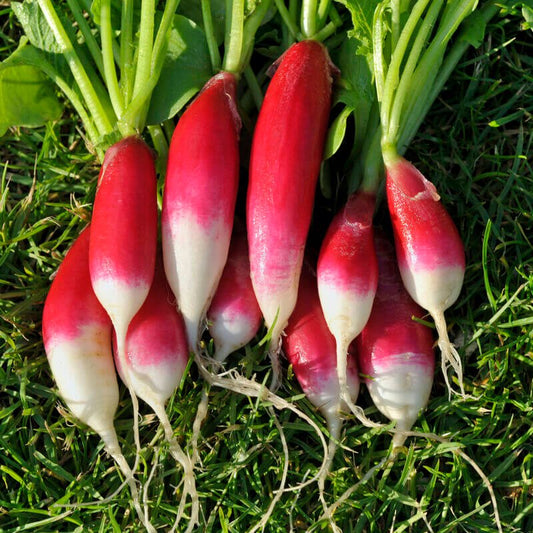 Semillas Rábanito Flamboyant 2 Ecológicas Biodinámicas Demeter