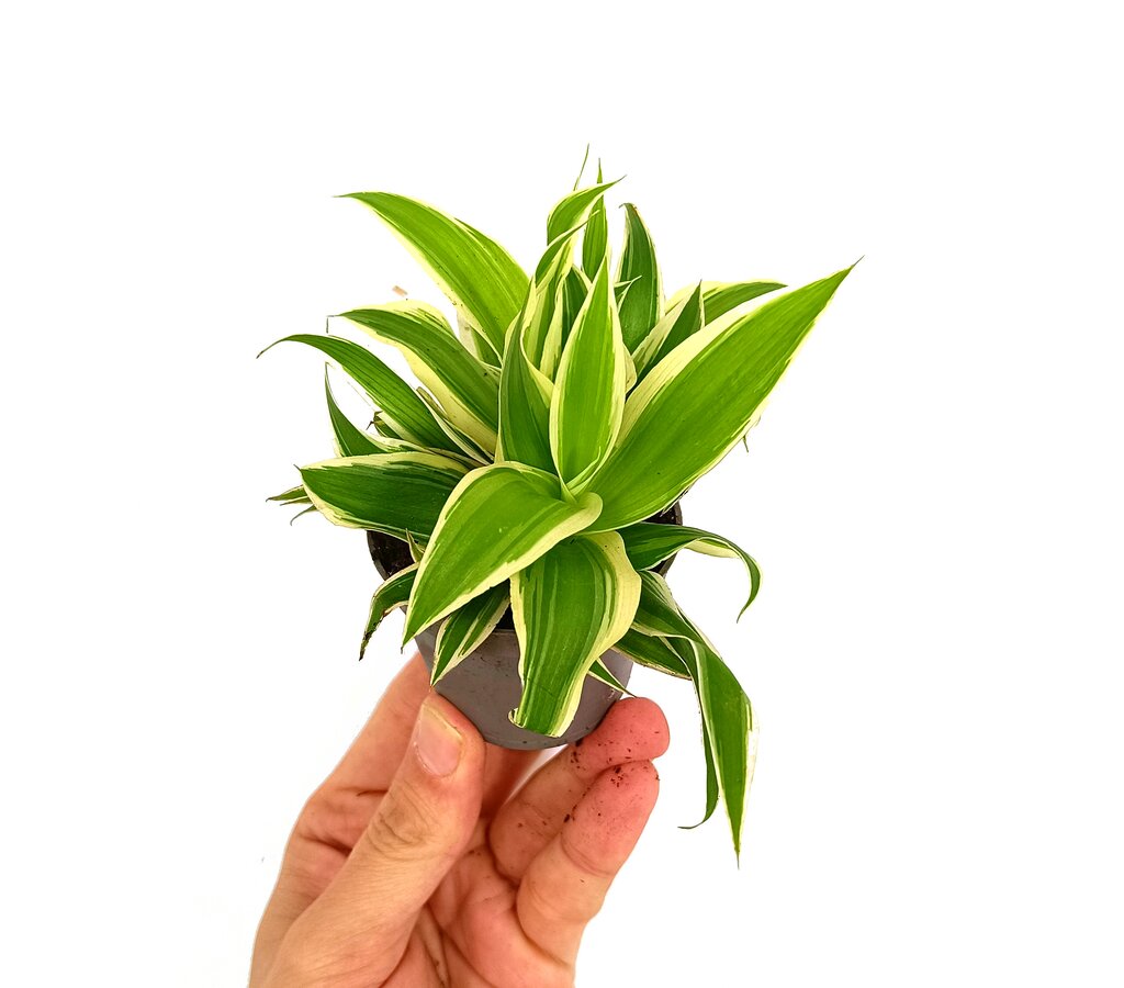 Chlorophytum M6 (cinta)_0
