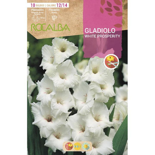 Bolbo de Gladíolo branco puro 10 unidades Rocalba