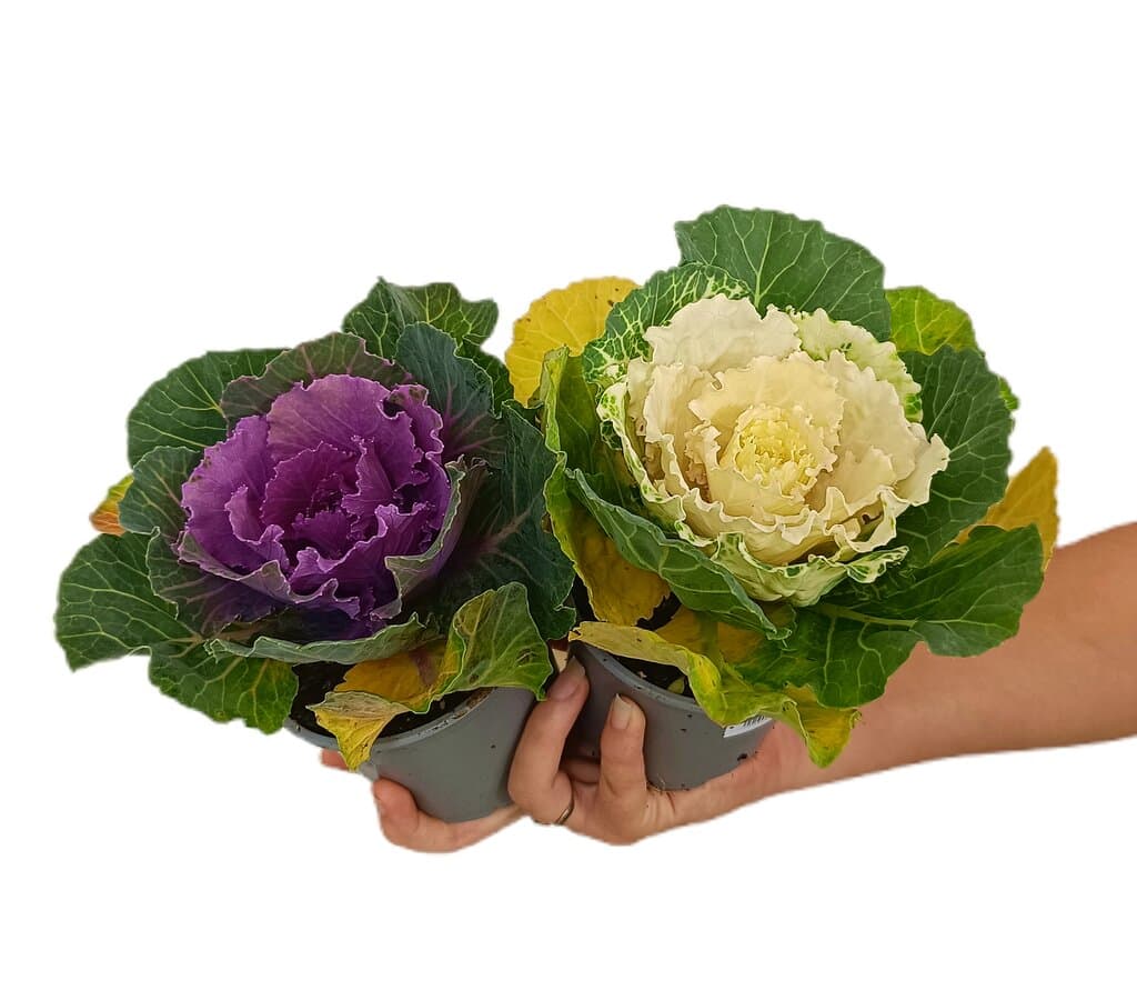 Brassica M11_0