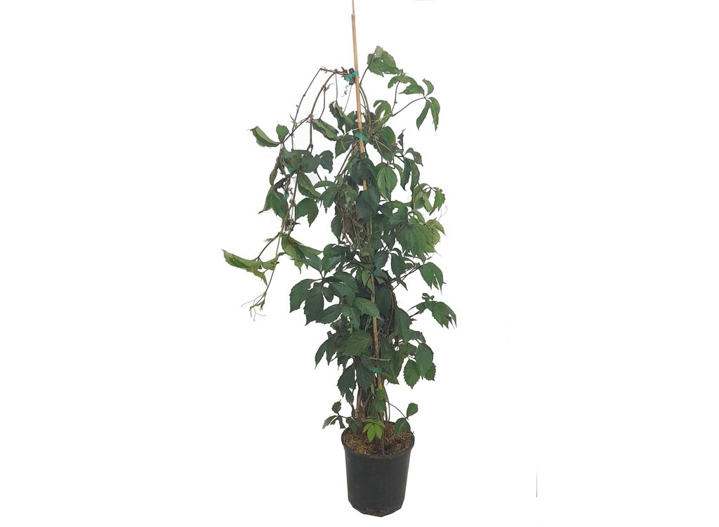 Parthenocissus Tricuspidata M20 (falsa Parra)_0