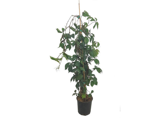 Parthenocissus Tricuspidata M20 (falsa Parra)_0