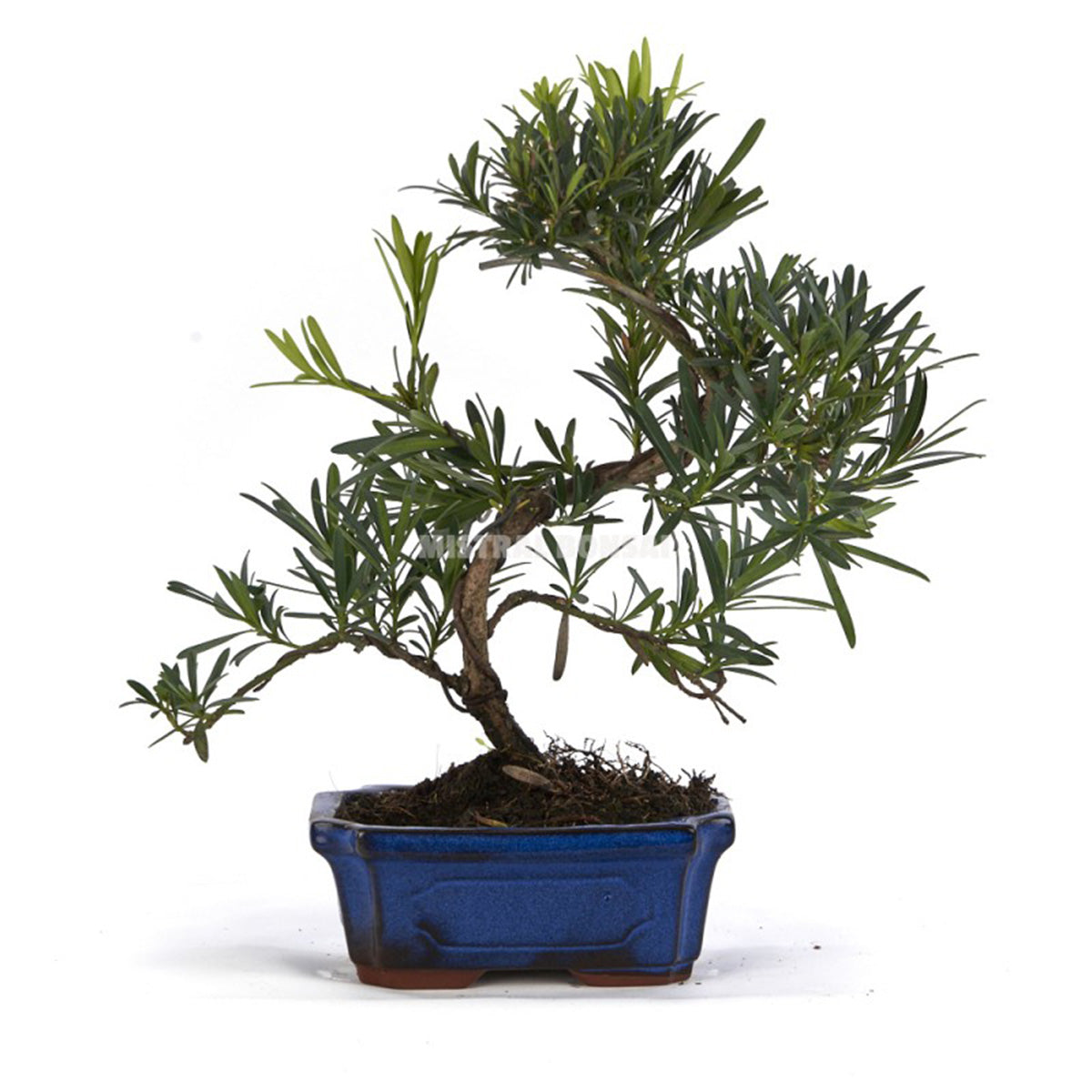 Podocarpus Bonsai 6 anos