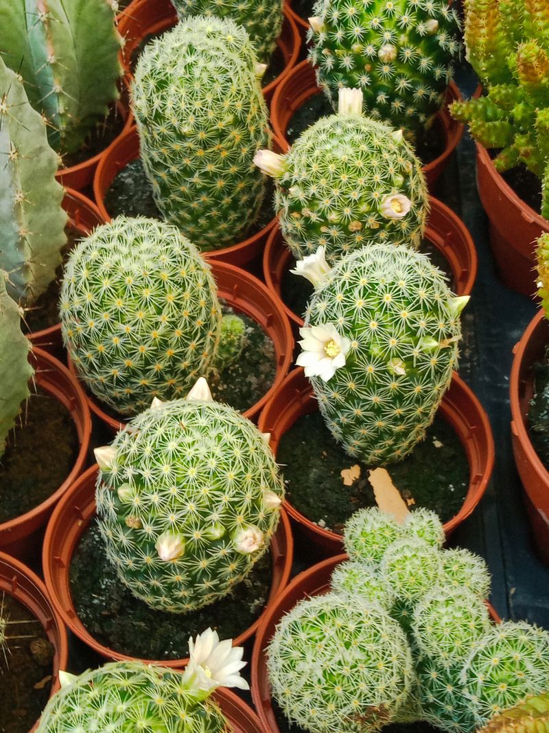 Mammillaria Schiedeana Ssp. Giselae Cactus Ø5 Cm_0